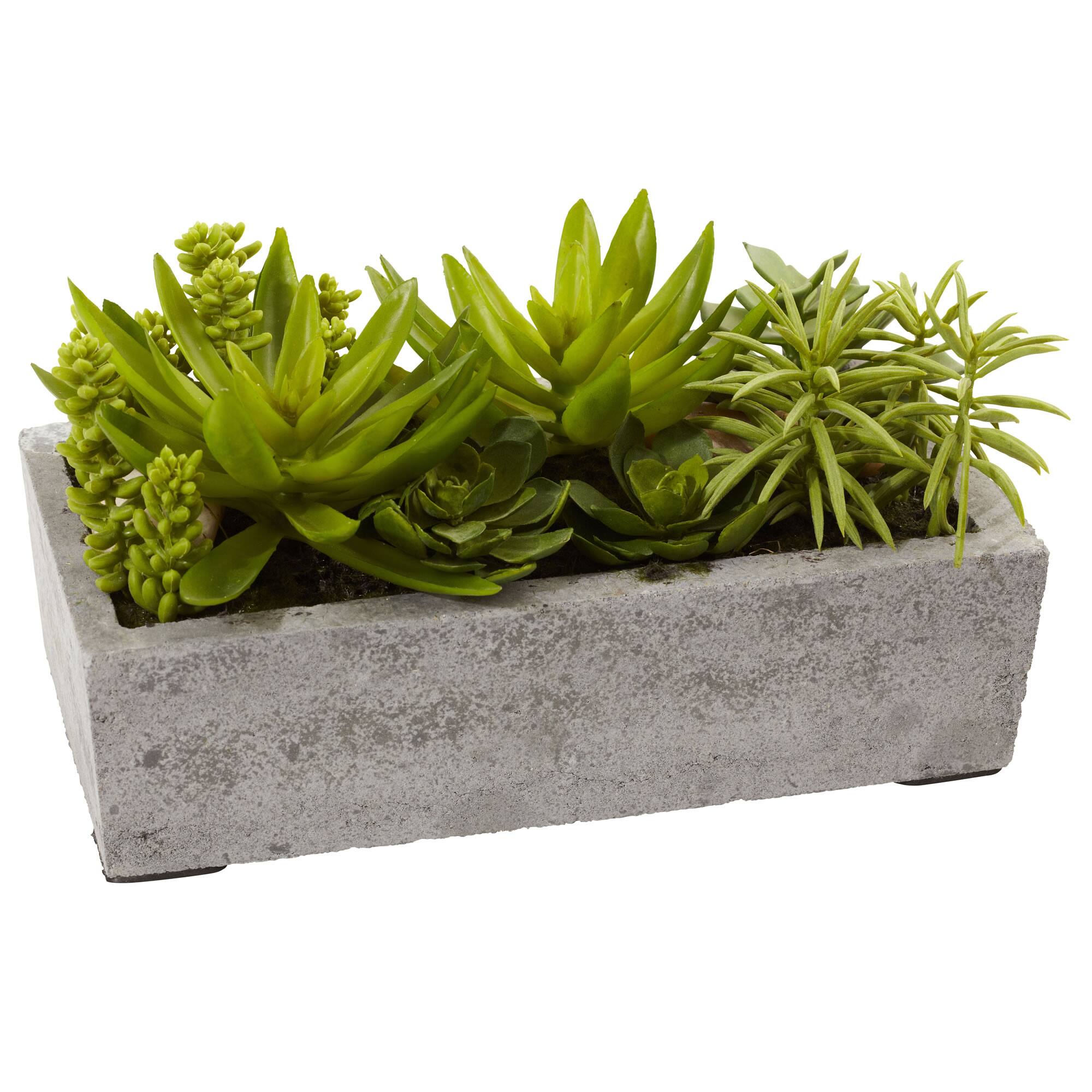 13" Succulent Garden with Concrete Planter